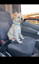 Lost Female Dog last seen Lilac rd and hunza hill terrace, Valley Center, CA 92082