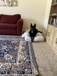 Reunited Unknown Dog last seen Edna and Tylerson, by Frontier Elem, Boise, ID 83713