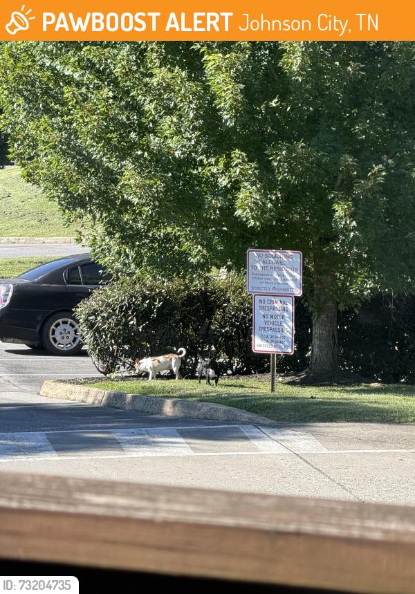Found/Stray Unknown Dog last seen Up road from Morris Baker Funeral Home, Johnson City, TN 37601