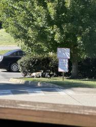 Found/Stray Unknown Dog last seen Up road from Morris Baker Funeral Home, Johnson City, TN 37601