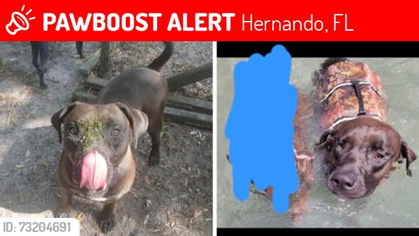 Lost Male Dog last seen Hwy 200 and E. Delight St, Hernando, FL 34442