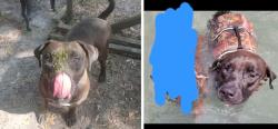 Lost Male Dog last seen Hwy 200 and E. Delight St, Hernando, FL 34442