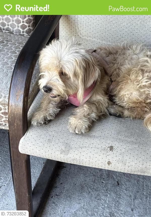Reunited Unknown Dog last seen So Cal Smogs, Los Angeles, CA 90043