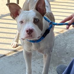Shelter Stray Female Dog last seen , 2350 Appling City Cove, Memphis, TN 38133, USA