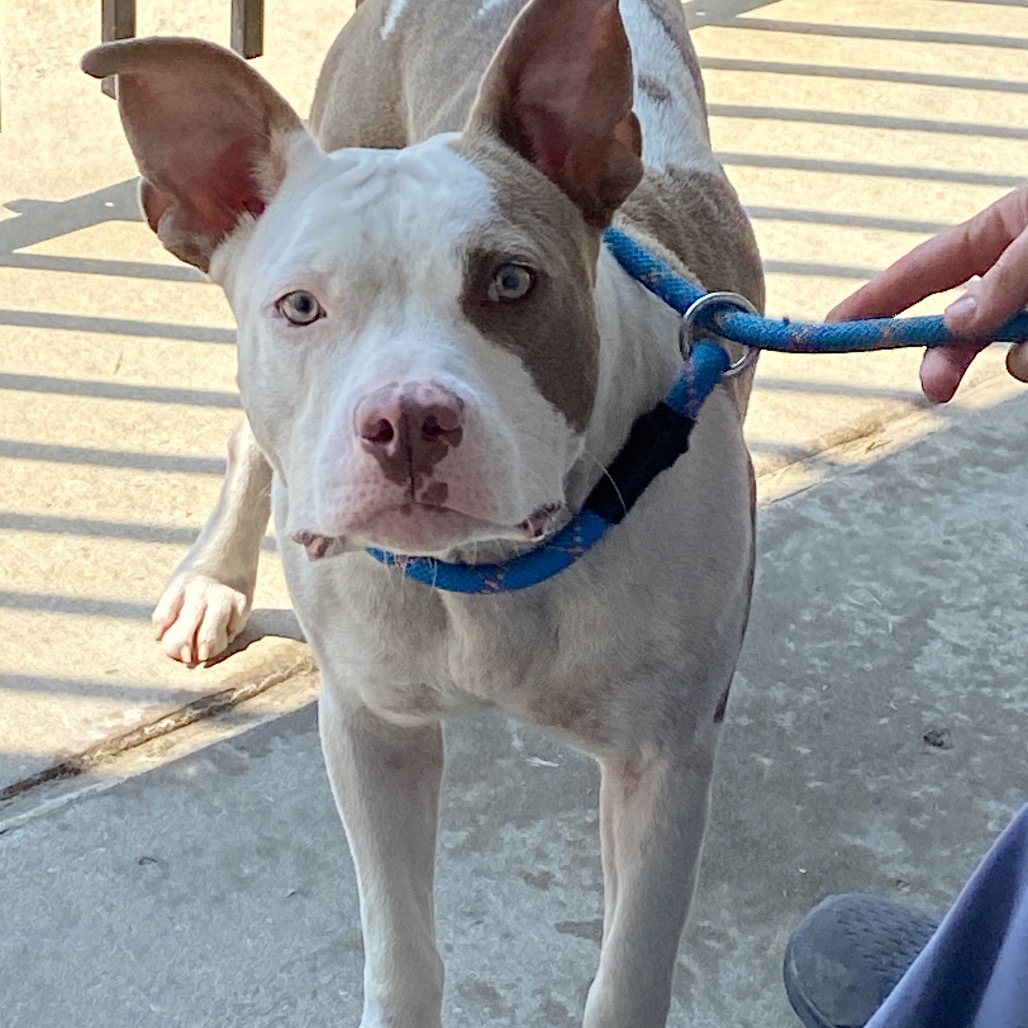 Shelter Stray Female Dog last seen , 2350 Appling City Cove, Memphis, TN 38133, USA
