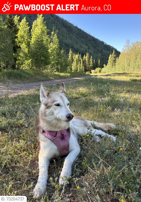 Lost Female Dog last seen 13th and Emporia st, Aurora, CO 80010