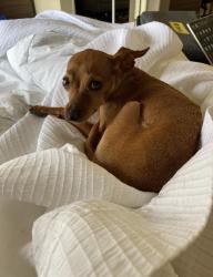 Reunited Female Dog last seen NW Military and 1604, San Antonio, TX 78257