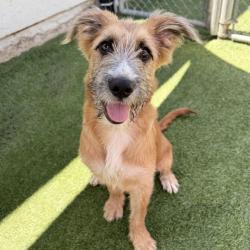 Shelter Stray Male Dog last seen , 12910 Yukon Ave, Hawthorne, CA 90250, USA
