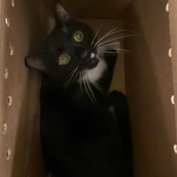 Shelter Stray Male Cat last seen , Animal Care & Control Team of Philly, 111 W Hunting Park Ave, Philadelphia, PA 19140, USA