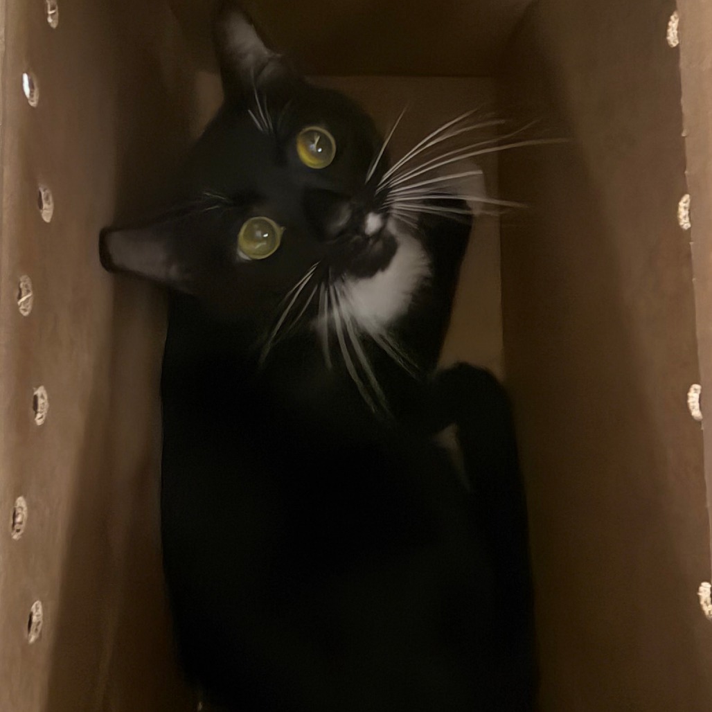 Shelter Stray Male Cat last seen , Animal Care & Control Team of Philly, 111 W Hunting Park Ave, Philadelphia, PA 19140, USA
