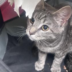 Shelter Stray Male Cat last seen , Animal Care & Control Team of Philly, 111 W Hunting Park Ave, Philadelphia, PA 19140, USA