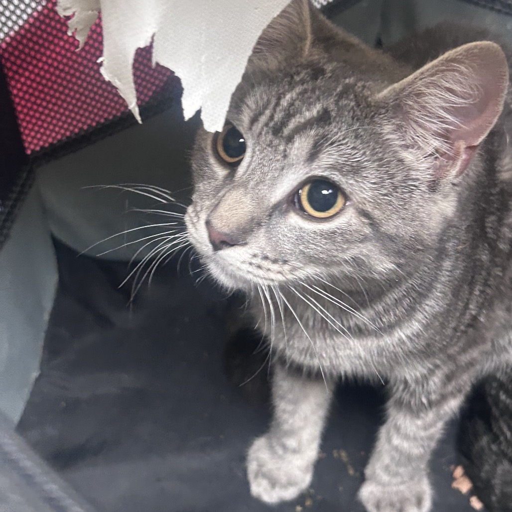 Shelter Stray Male Cat last seen , Animal Care & Control Team of Philly, 111 W Hunting Park Ave, Philadelphia, PA 19140, USA