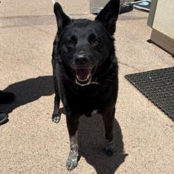 Shelter Stray Male Dog last seen , 1500 Idalia Rd NE, Bernalillo, NM 87004, USA