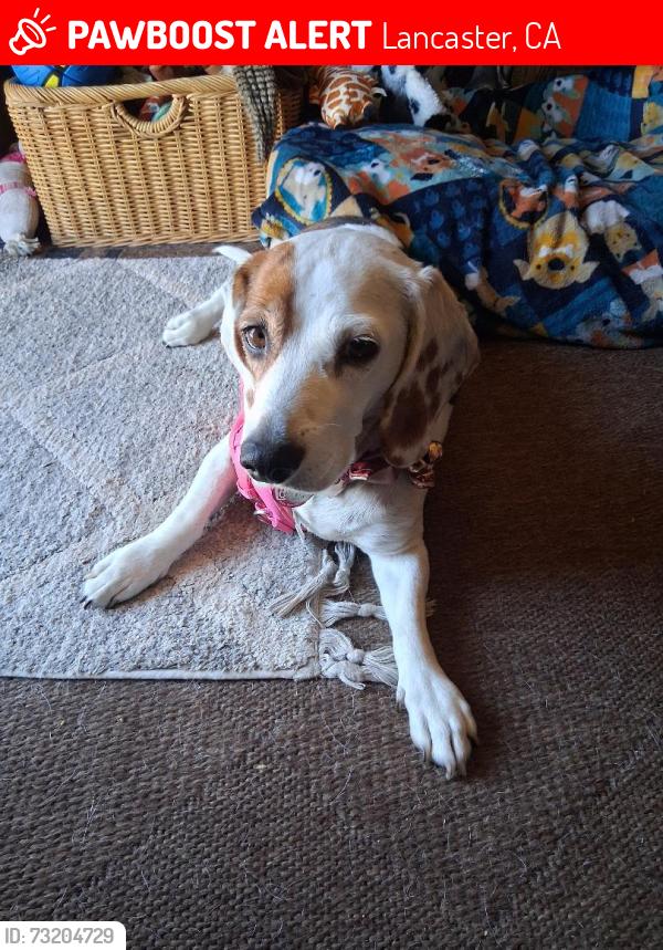 Lost Female Dog last seen Higbee Ave and J 13, Lancaster, CA 93534