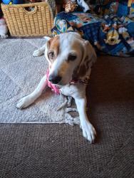 Lost Female Dog last seen Higbee Ave and J 13, Lancaster, CA 93534