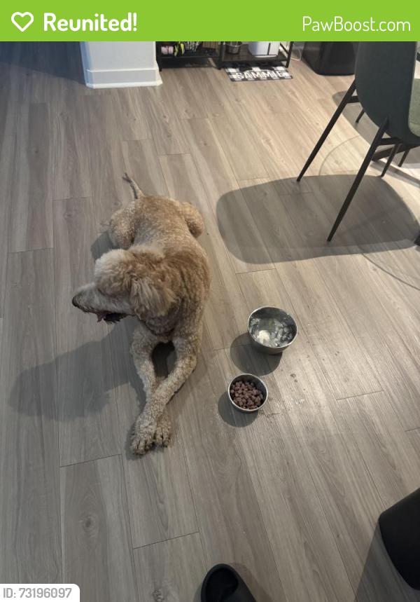 Reunited Male Dog last seen Vizcaya apmts, Houston, TX 77084