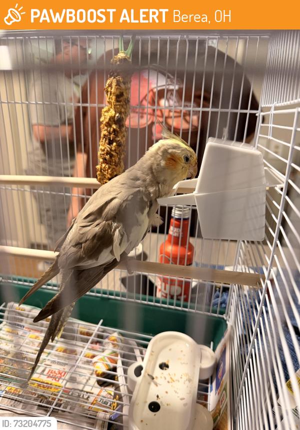 Found/Stray Male Bird last seen Found in backyard, Berea, OH 44017