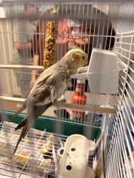 Found/Stray Male Bird last seen Found in backyard, Berea, OH 44017