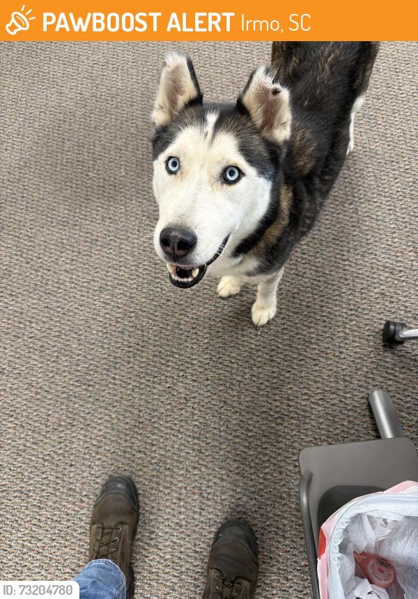 Found/Stray Unknown Dog last seen Irmo, Irmo, SC 29212