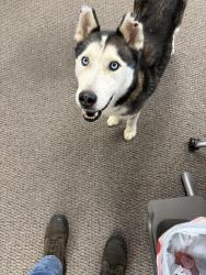 Found/Stray Unknown Dog last seen Irmo, Irmo, SC 29212