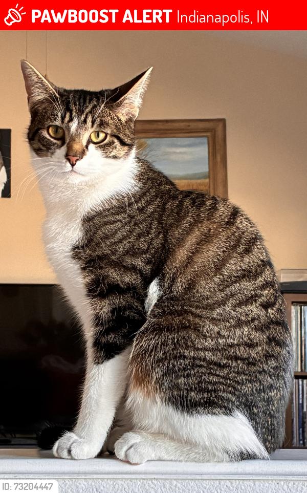 Lost Male Cat last seen Belmont & Banta, Indianapolis, IN 46217