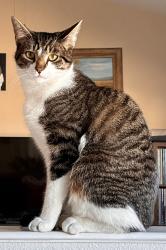 Lost Male Cat last seen Belmont & Banta, Indianapolis, IN 46217