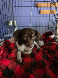 Found/Stray Male Dog last seen 10th st and north mitthoefer rd, Indianapolis, IN 46229