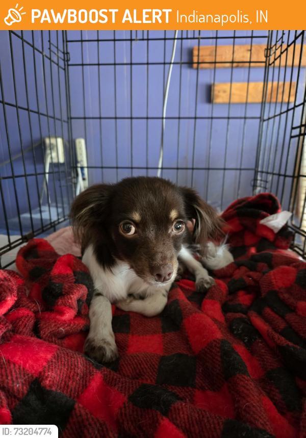 Found/Stray Male Dog last seen 10th st and north mitthoefer rd, Indianapolis, IN 46229