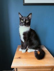 Reunited Male Cat last seen California Street at Maple, Oakland, CA 94602