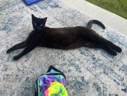 Lost Male Cat last seen Dripping Springs Rd/Spur Run, Sherman, TX 75090