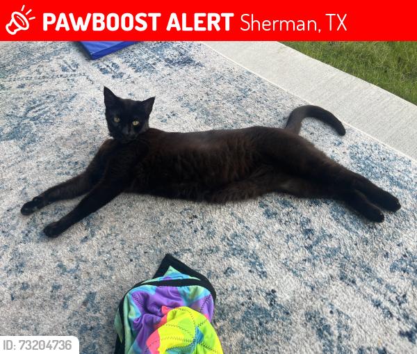 Lost Male Cat last seen Dripping Springs Rd/Spur Run, Sherman, TX 75090