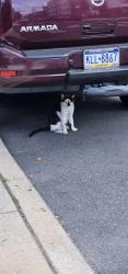 Found/Stray Unknown Cat last seen York & mascher, Philadelphia, PA 19133