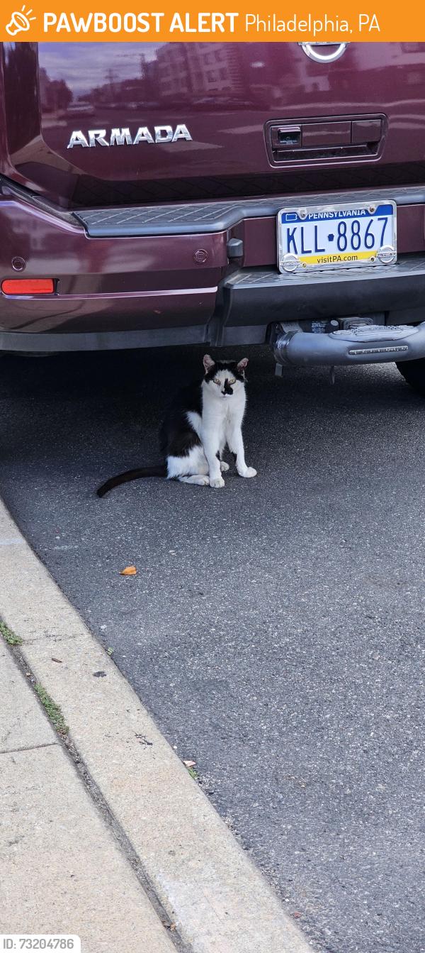 Found/Stray Unknown Cat last seen York & mascher, Philadelphia, PA 19133