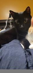 Reunited Male Cat last seen Near Knotty Pine drive, Whitby, ON L1R 2H2
