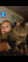 Lost Female Cat last seen 10th and jackson East on 10th, Willard, NM 87063