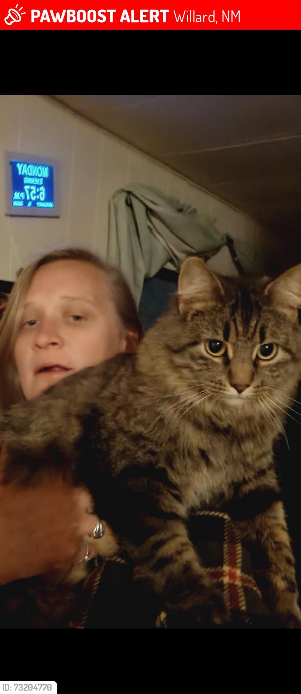 Lost Female Cat last seen 10th and jackson East on 10th, Willard, NM 87063