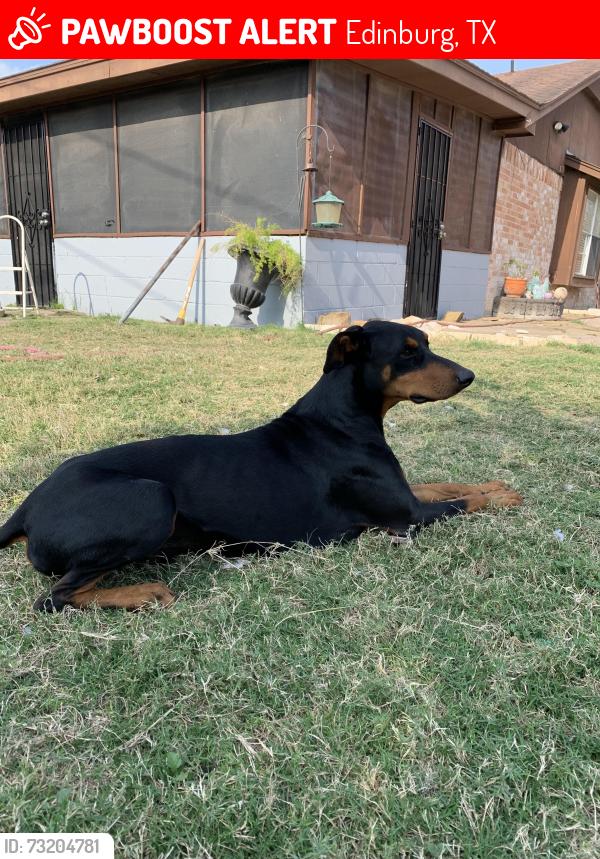Lost Male Dog last seen University, Edinburg, TX 78541