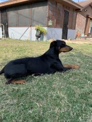Lost Male Dog last seen University, Edinburg, TX 78541