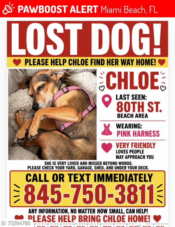 Lost Female Dog last seen 80th street, Miami Beach, FL 33141