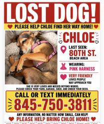Lost Female Dog last seen 80th street, Miami Beach, FL 33141