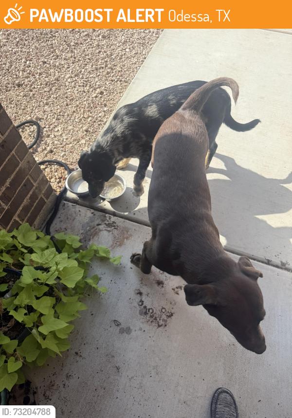 Found/Stray Female Dog last seen 100th street, Odessa, TX 79762