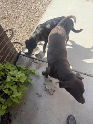 Found/Stray Female Dog last seen 100th street, Odessa, TX 79762