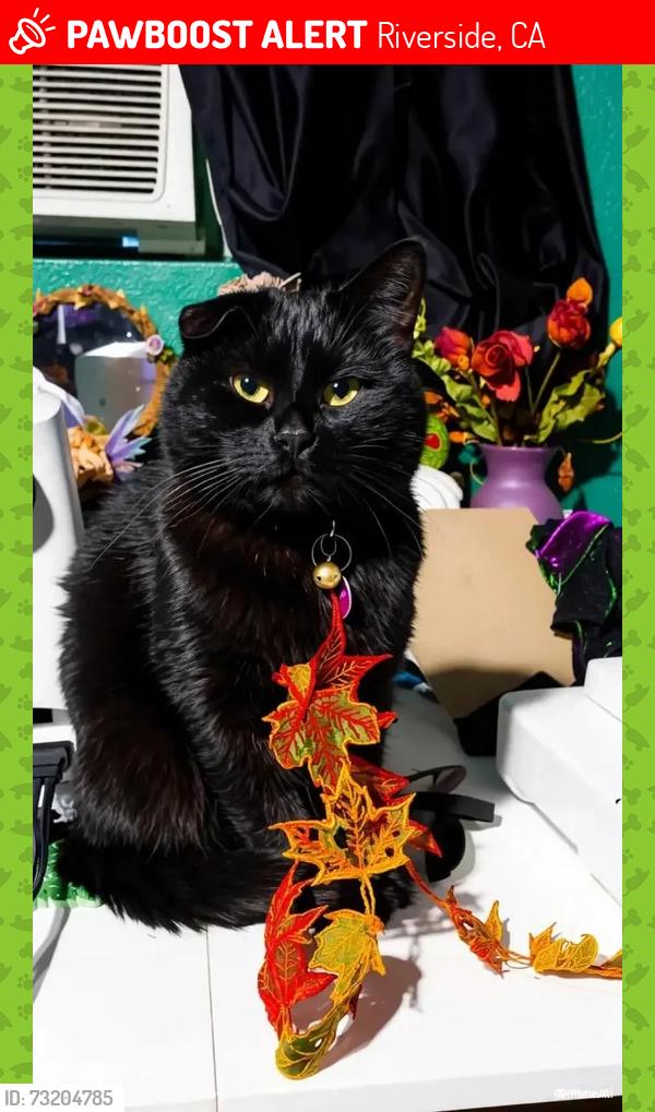 Lost Male Cat last seen Roslyn St, Riverside, CA 92504