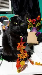 Lost Male Cat last seen Roslyn St, Riverside, CA 92504
