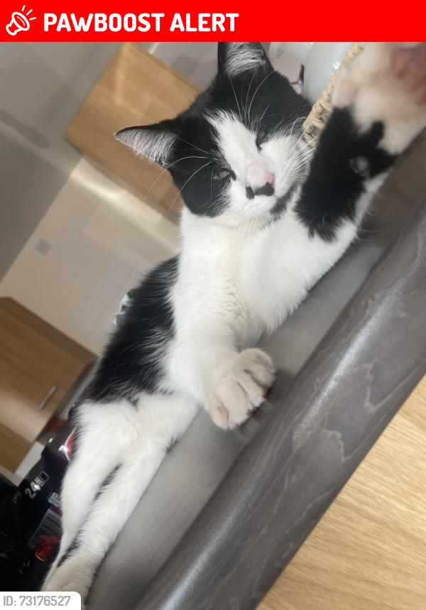Lost Male Cat last seen Stafford, Staffordshire, England ST18 0GW