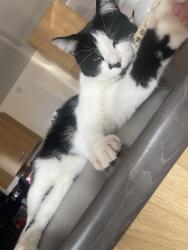 Lost Male Cat last seen Stafford, Staffordshire, England ST18 0GW