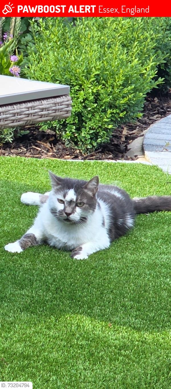 Lost Male Cat last seen Skipper Court/ListerRoad area, Essex, England 