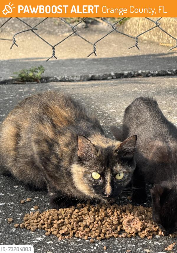 Found/Stray Female Cat last seen Golderoad rd lakeunderhill, Orange County, FL 32822