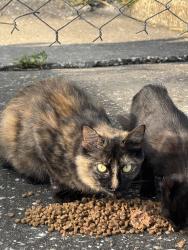 Found/Stray Female Cat last seen Golderoad rd lakeunderhill, Orange County, FL 32822