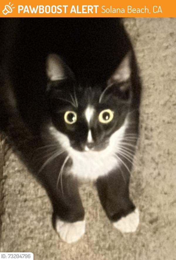 Found/Stray Unknown Cat last seen Via de la Valle 92075, Solana Beach, CA 92075